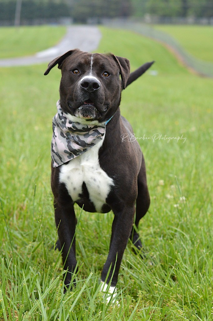 Hancho - Adoptable, an adoptable Affenpinscher, Mixed Breed in Chickamauga , GA, 30707 | Photo Image 1