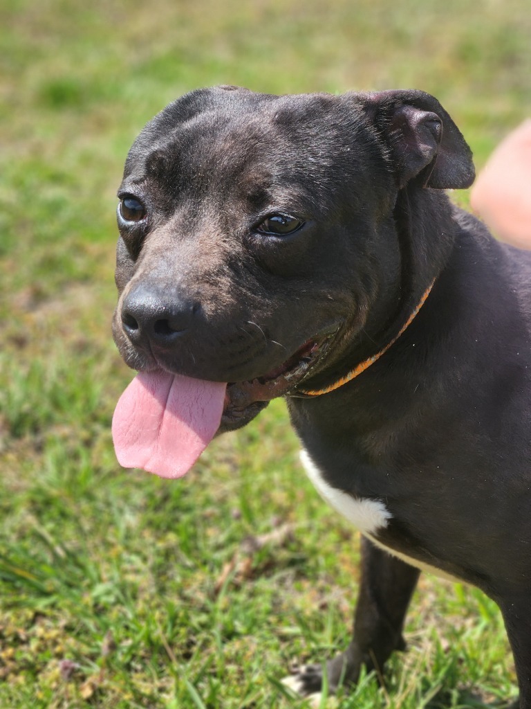Obie - Adoptable, an adoptable Affenpinscher, Mixed Breed in Chickamauga , GA, 30707 | Photo Image 1