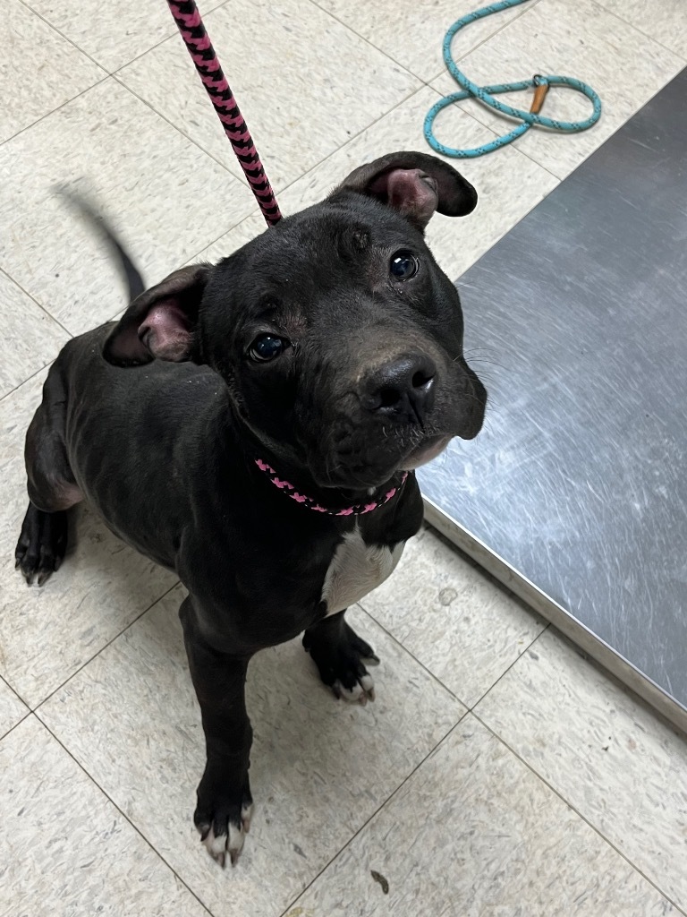Obie - Adoptable, an adoptable Affenpinscher, Mixed Breed in Chickamauga , GA, 30707 | Photo Image 2