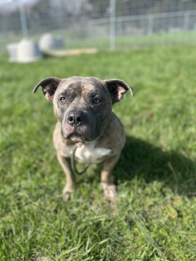 Morley - Adoptable, an adoptable Affenpinscher, Mixed Breed in Chickamauga , GA, 30707 | Photo Image 3