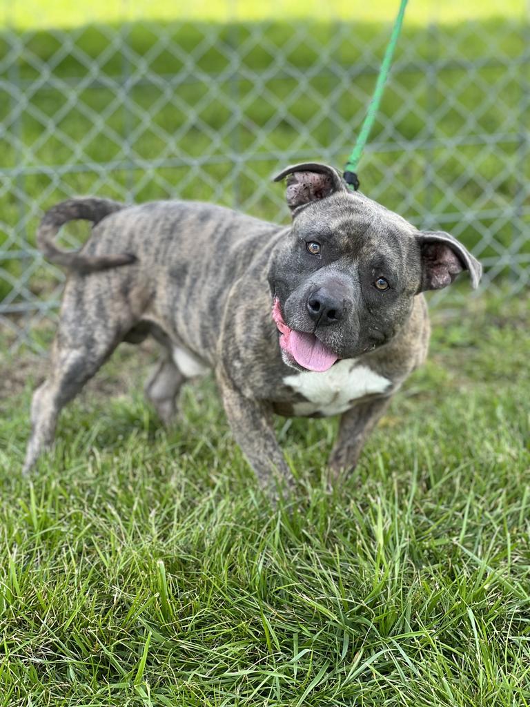 Morley - Adoptable, an adoptable Affenpinscher, Mixed Breed in Chickamauga , GA, 30707 | Photo Image 4