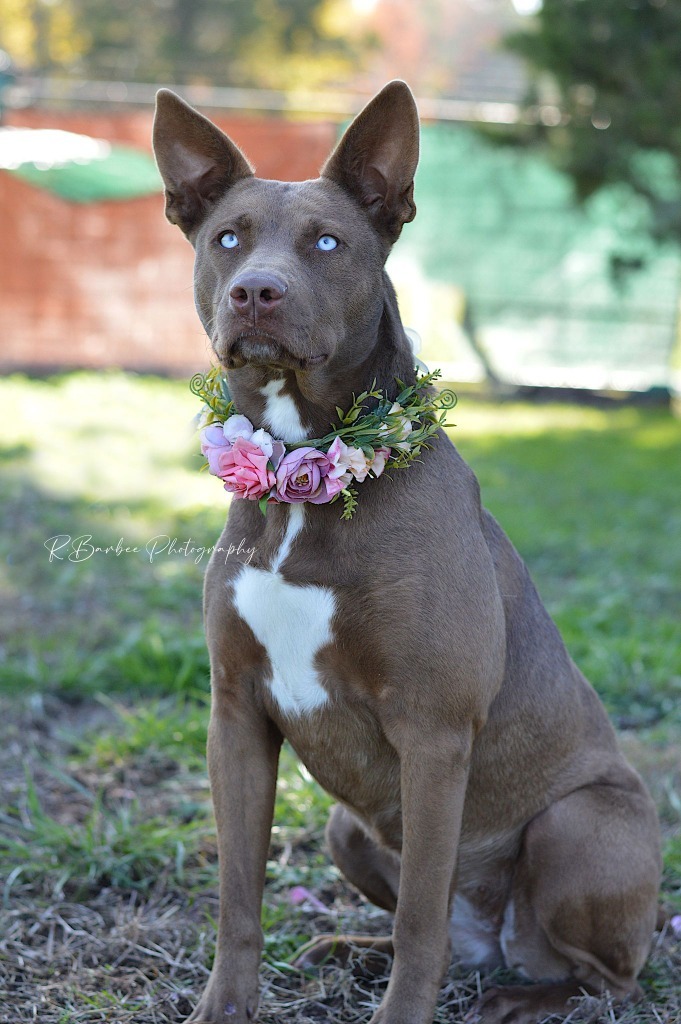 Coco - Adoptable, an adoptable Australian Shepherd, Affenpinscher in Chickamauga , GA, 30707 | Photo Image 1