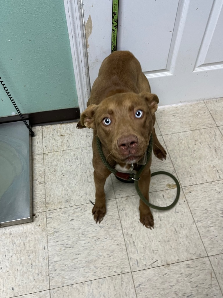 Coco - Adoptable, an adoptable Australian Shepherd, Affenpinscher in Chickamauga , GA, 30707 | Photo Image 2