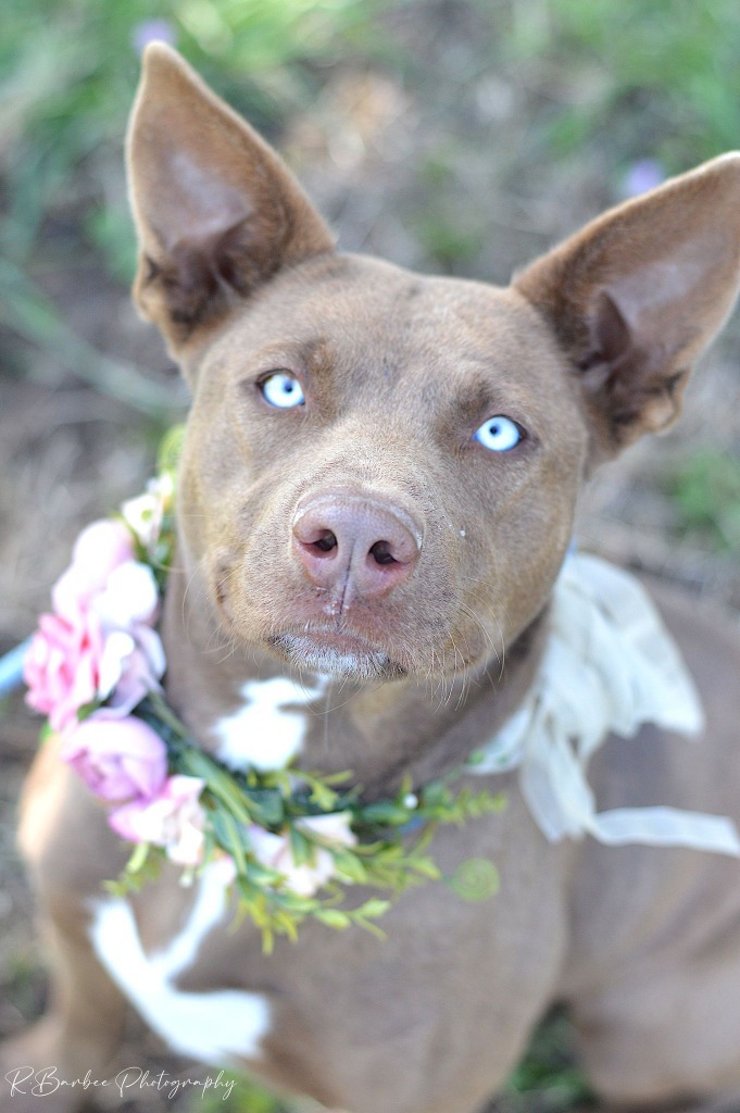 Coco - Adoptable, an adoptable Australian Shepherd, Affenpinscher in Chickamauga , GA, 30707 | Photo Image 3