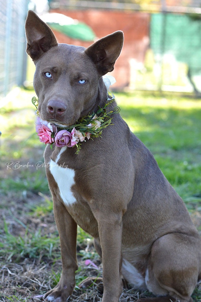 Coco - Adoptable, an adoptable Australian Shepherd, Affenpinscher in Chickamauga , GA, 30707 | Photo Image 4