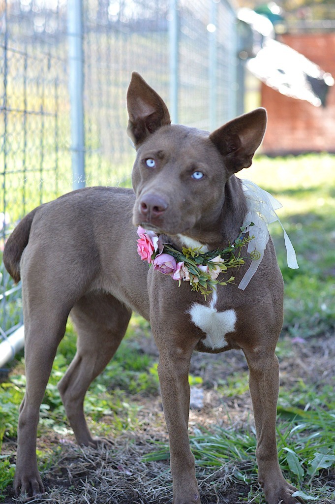 Coco - Adoptable, an adoptable Australian Shepherd, Affenpinscher in Chickamauga , GA, 30707 | Photo Image 5