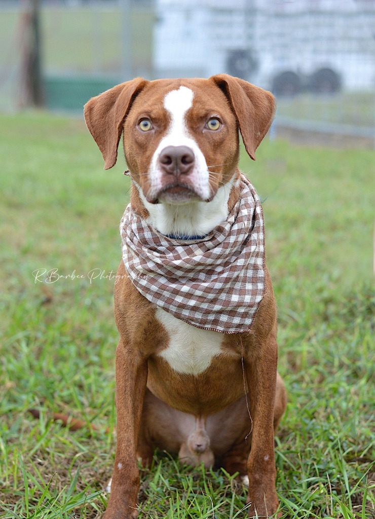 Sawyer - Adoptable, an adoptable Affenpinscher, Mixed Breed in Chickamauga , GA, 30707 | Photo Image 1