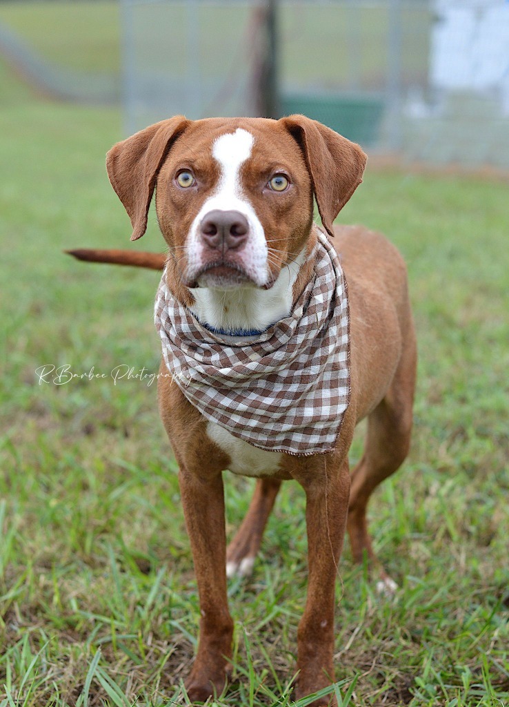 Sawyer - Adoptable, an adoptable Affenpinscher, Mixed Breed in Chickamauga , GA, 30707 | Photo Image 3