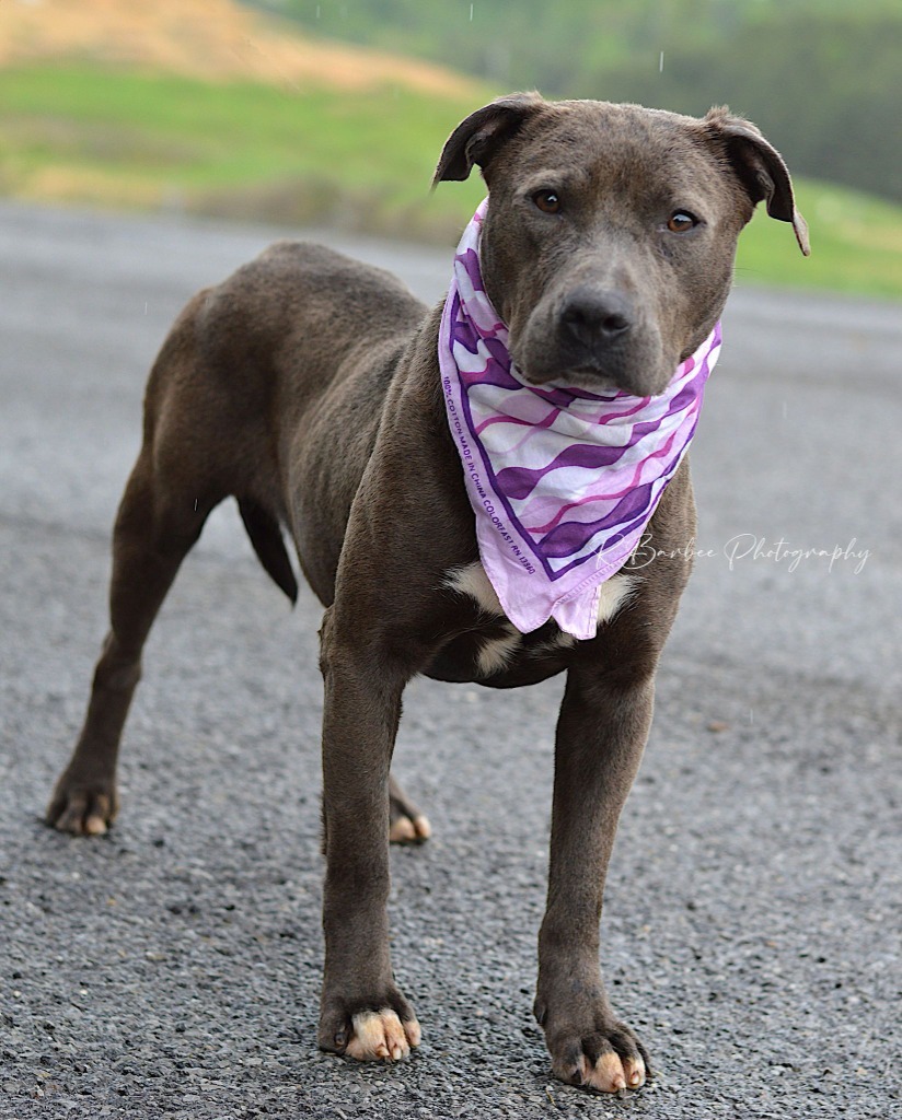 Apricot - Adoptable, an adoptable Affenpinscher, Mixed Breed in Chickamauga , GA, 30707 | Photo Image 1