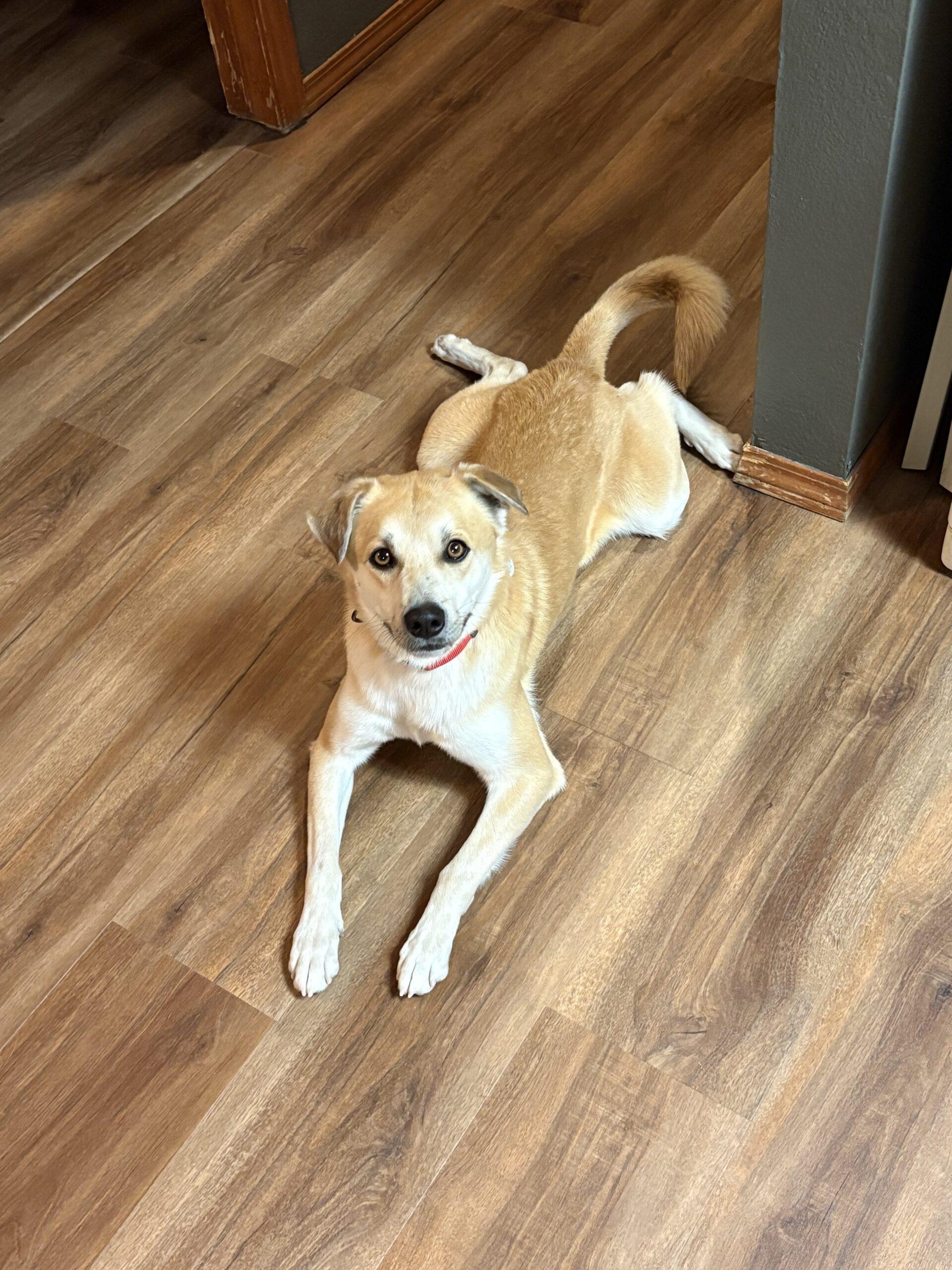 Dude, an adoptable Shiba Inu, Mixed Breed in Dillon, MT, 59725 | Photo Image 1