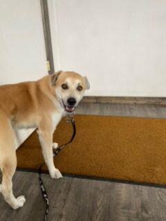 Dude, an adoptable Shiba Inu, Mixed Breed in Dillon, MT, 59725 | Photo Image 3