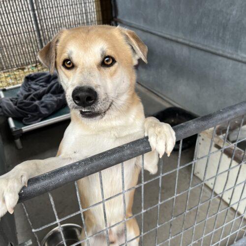 Dude, an adoptable Shiba Inu, Mixed Breed in Dillon, MT, 59725 | Photo Image 4