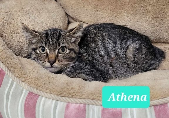 Athena