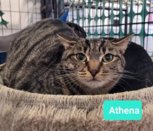Athena, Young Female unknown