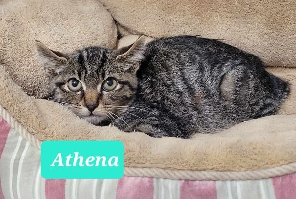 Athena