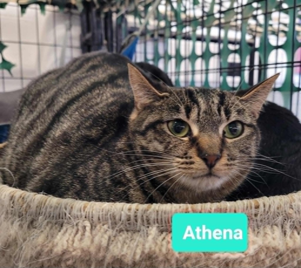 Athena