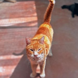 Tinley, Adult Male Domestic Short Hair