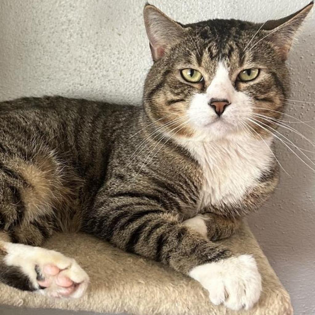 Chonk, an adoptable Domestic Short Hair in Brawley, CA, 92227 | Photo Image 4