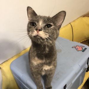 Atlas, Adult Female Domestic Short Hair