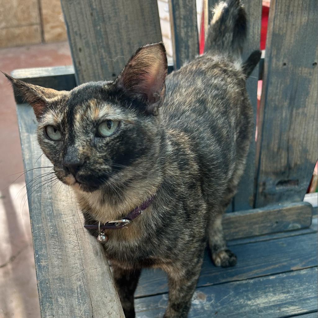 Tortielinnie, an adoptable Domestic Short Hair in Brawley, CA, 92227 | Photo Image 3