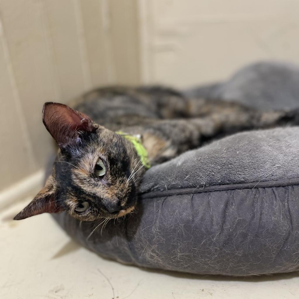 Tortielinnie, an adoptable Domestic Short Hair in Brawley, CA, 92227 | Photo Image 4