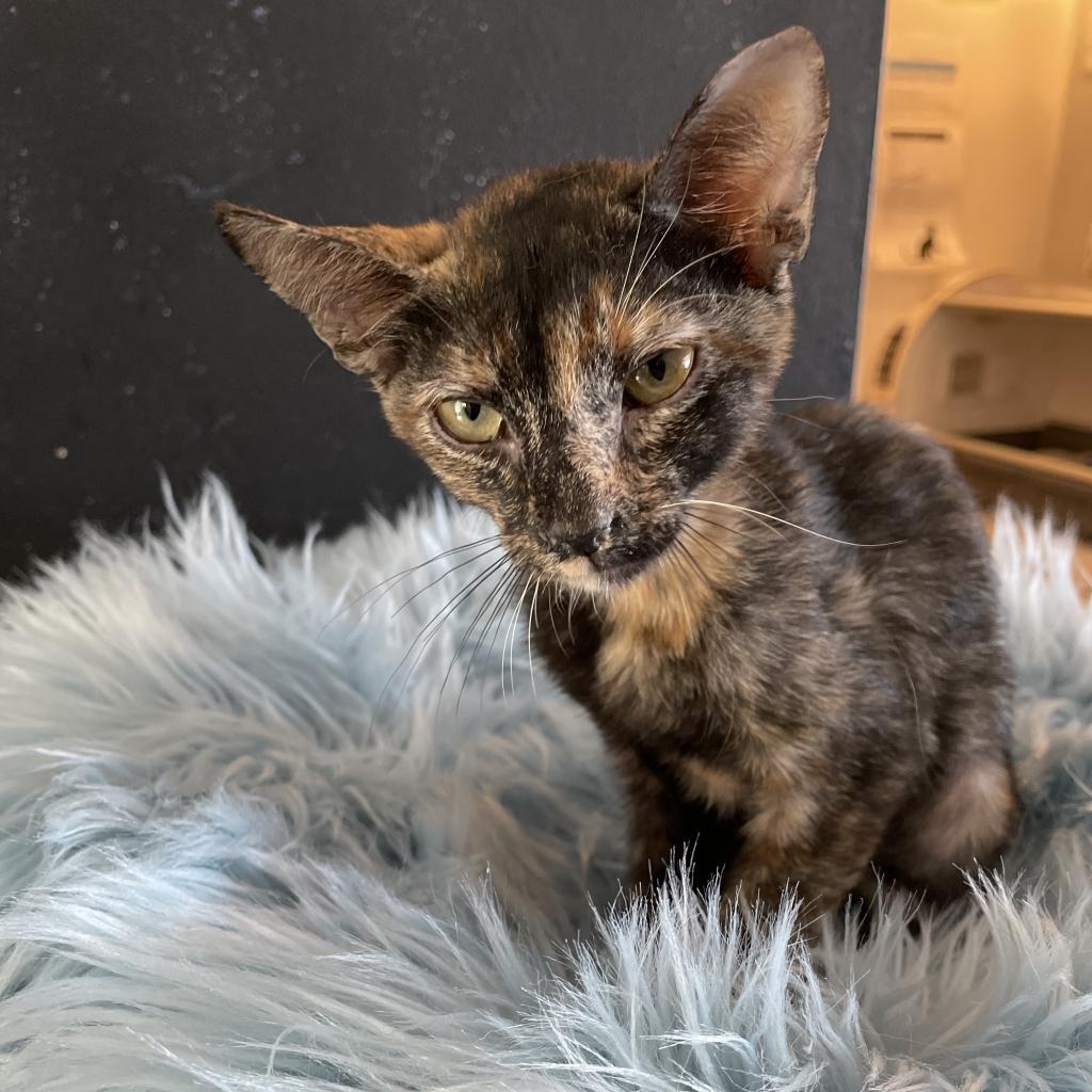 Tortielinnie, an adoptable Domestic Short Hair in Brawley, CA, 92227 | Photo Image 5