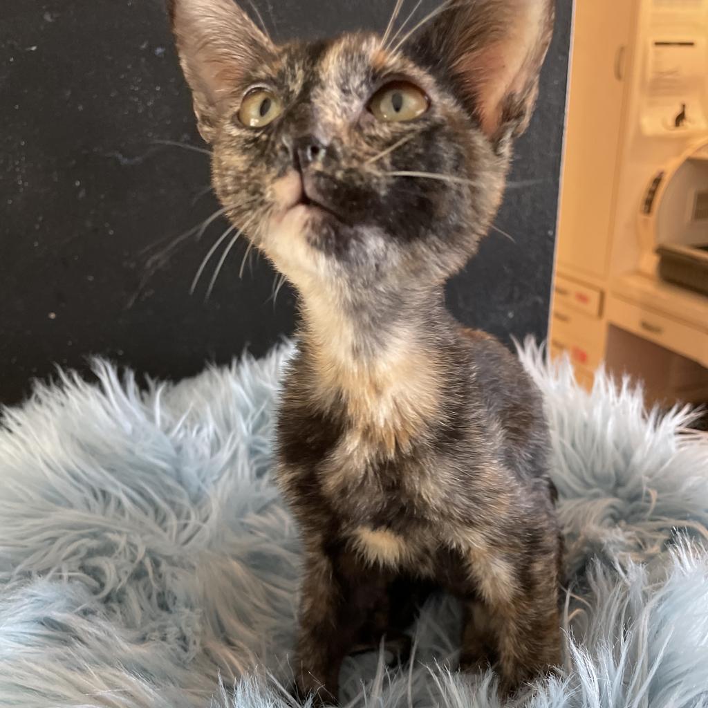 Tortielinnie, an adoptable Domestic Short Hair in Brawley, CA, 92227 | Photo Image 6