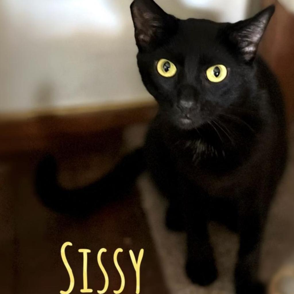 Sissy, an adoptable Domestic Short Hair in Brawley, CA, 92227 | Photo Image 1