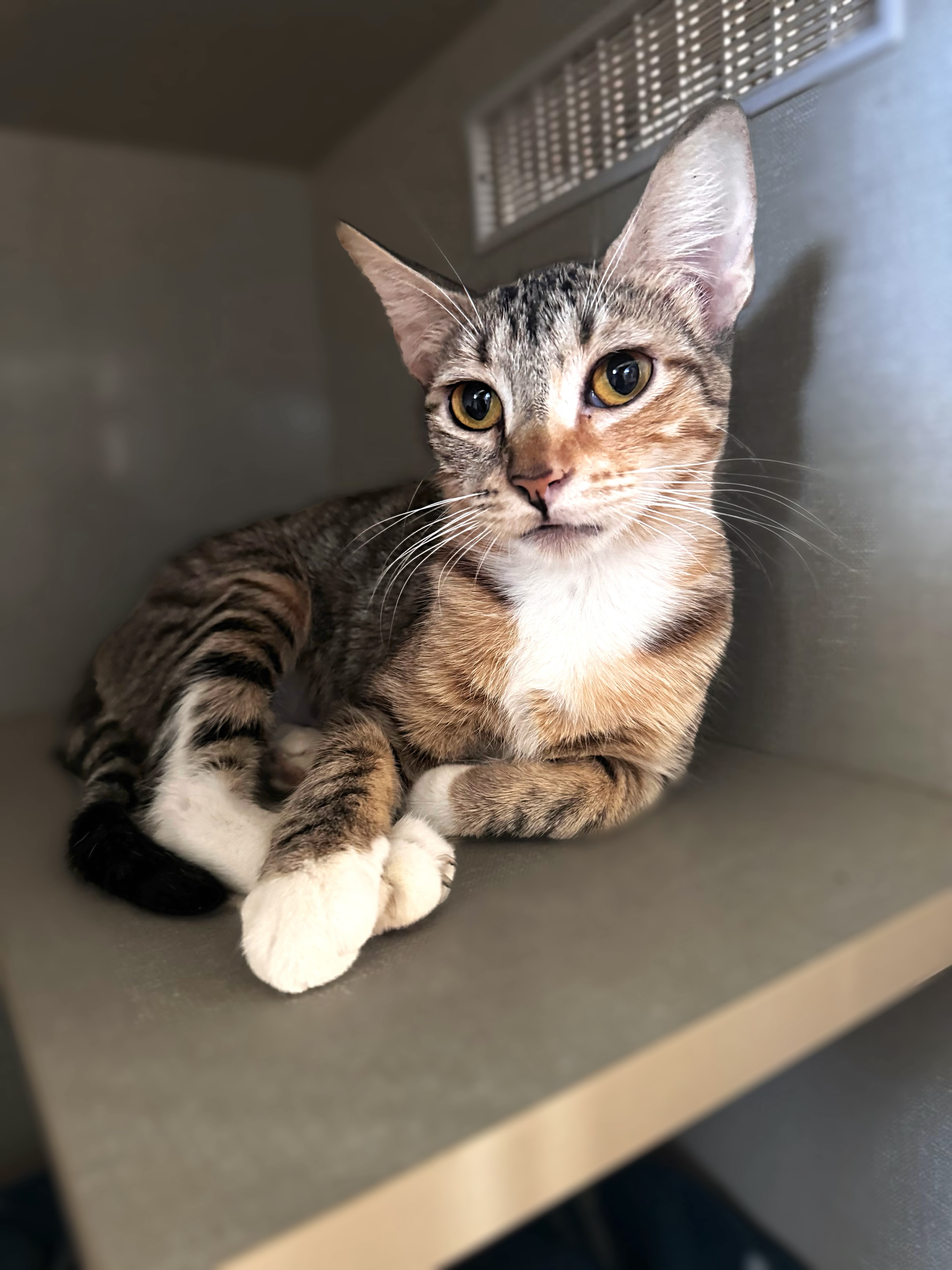 Mama Tostada, an adoptable Domestic Short Hair in Brawley, CA, 92227 | Photo Image 1