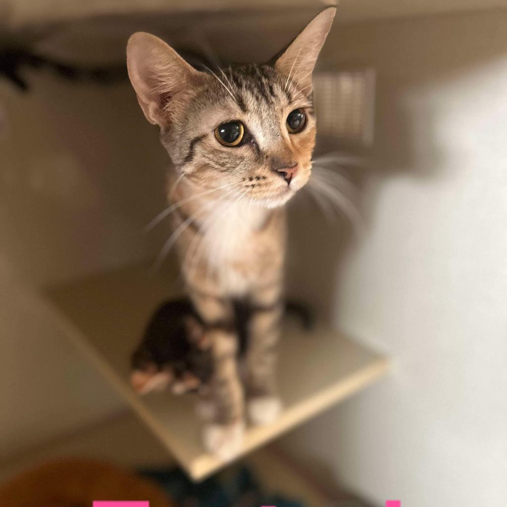 Mama Tostada, an adoptable Domestic Short Hair in Brawley, CA, 92227 | Photo Image 2