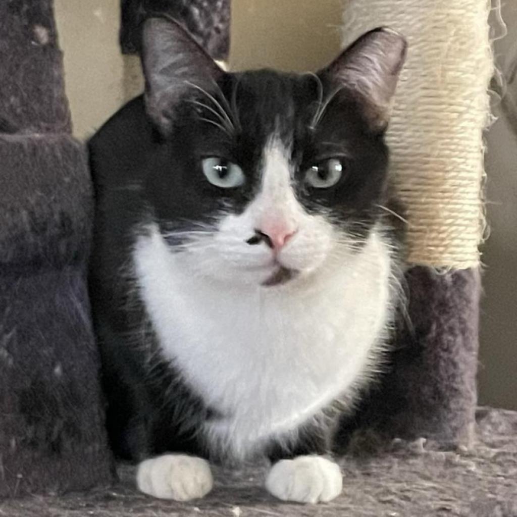 Shy, an adoptable Domestic Short Hair in Brawley, CA, 92227 | Photo Image 1