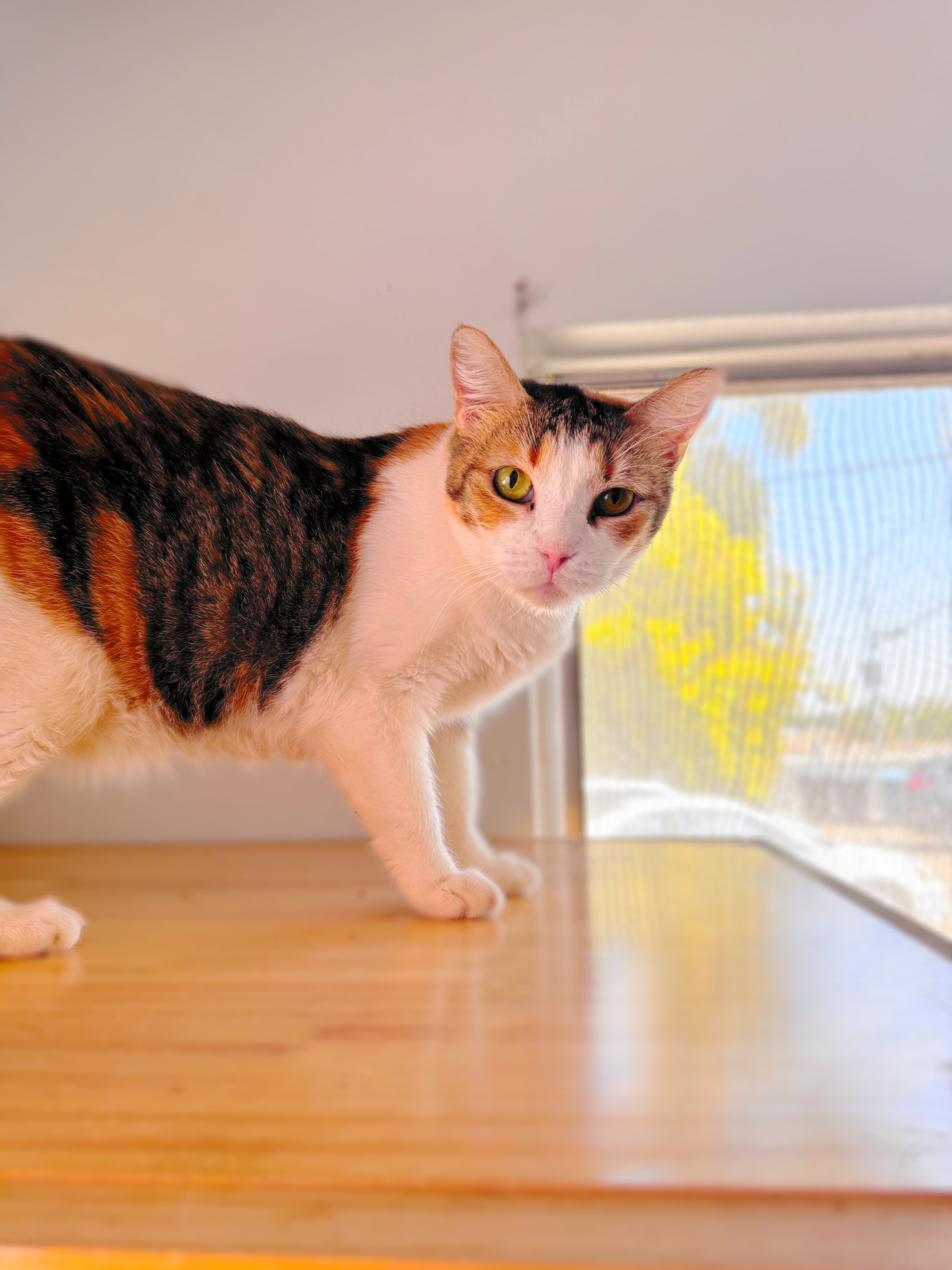 Grace, an adoptable Domestic Short Hair in Brawley, CA, 92227 | Photo Image 2