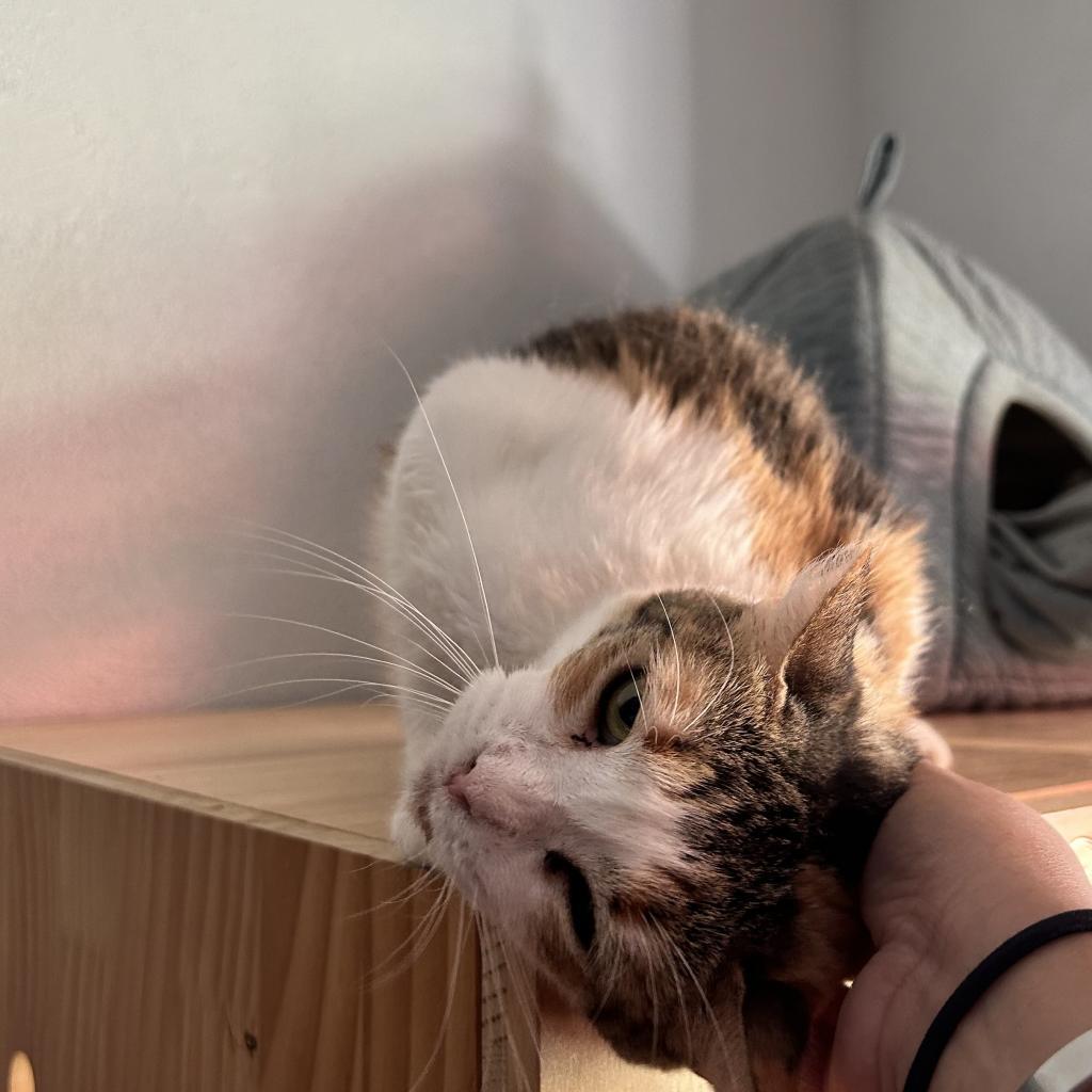 Grace, an adoptable Domestic Short Hair in Brawley, CA, 92227 | Photo Image 4