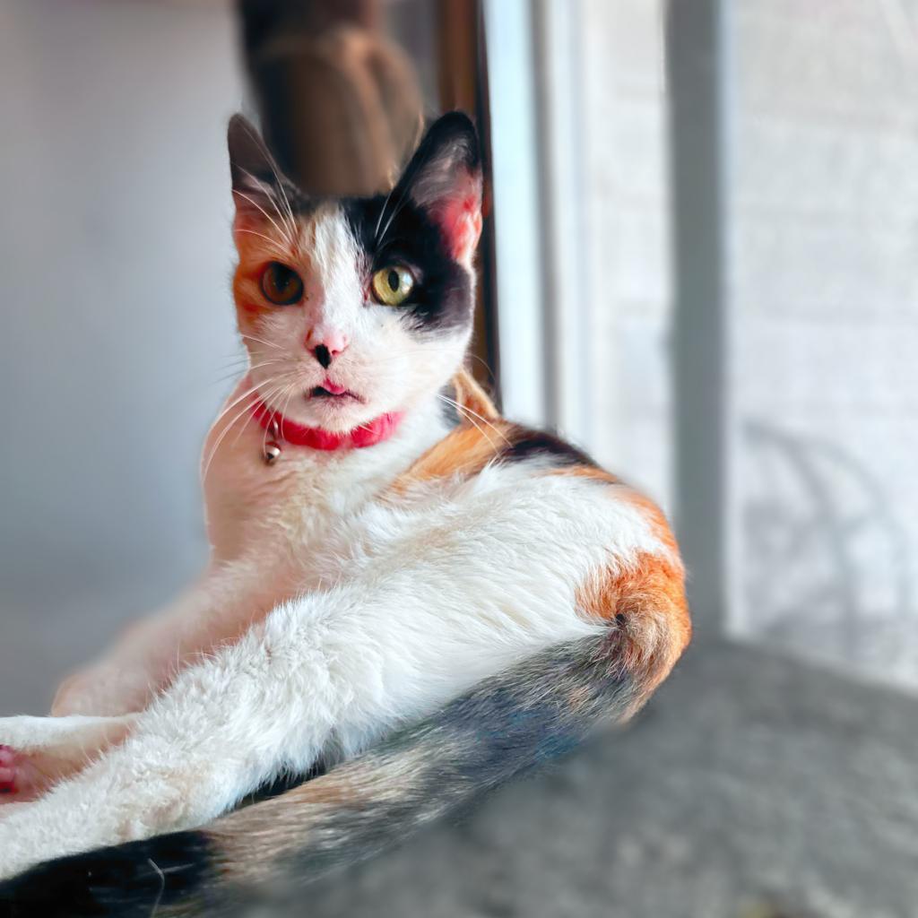 Callie