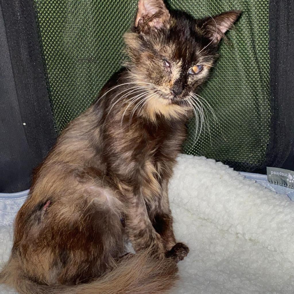 Claire, an adoptable Domestic Medium Hair in Brawley, CA, 92227 | Photo Image 1