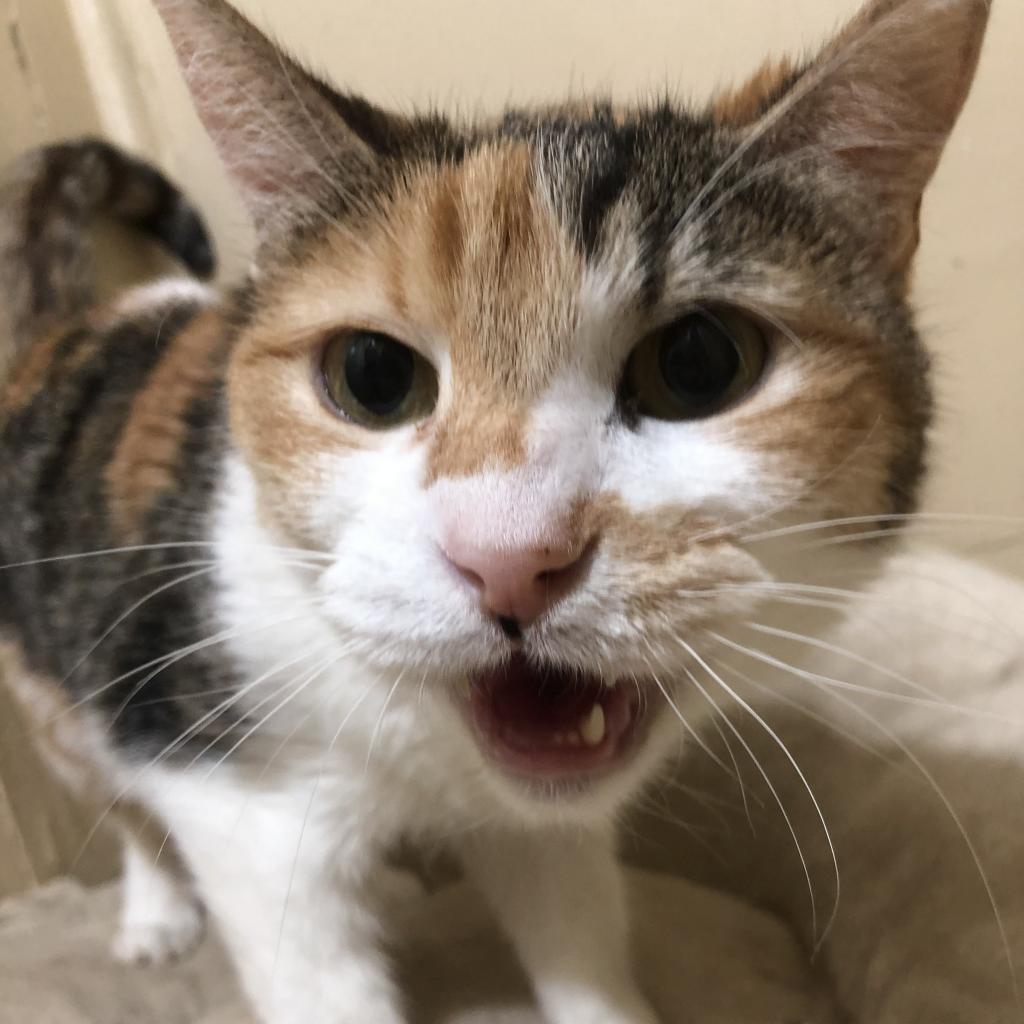 Latte, an adoptable Domestic Short Hair in Brawley, CA, 92227 | Photo Image 3