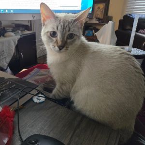 Monica, Young Female Siamese
