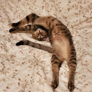 Ross, Young Male Domestic Medium Hair