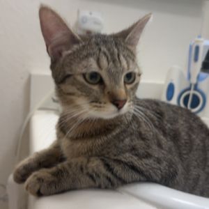 This adorable young girl is Cookie Dough the playful tabby princess with a hear