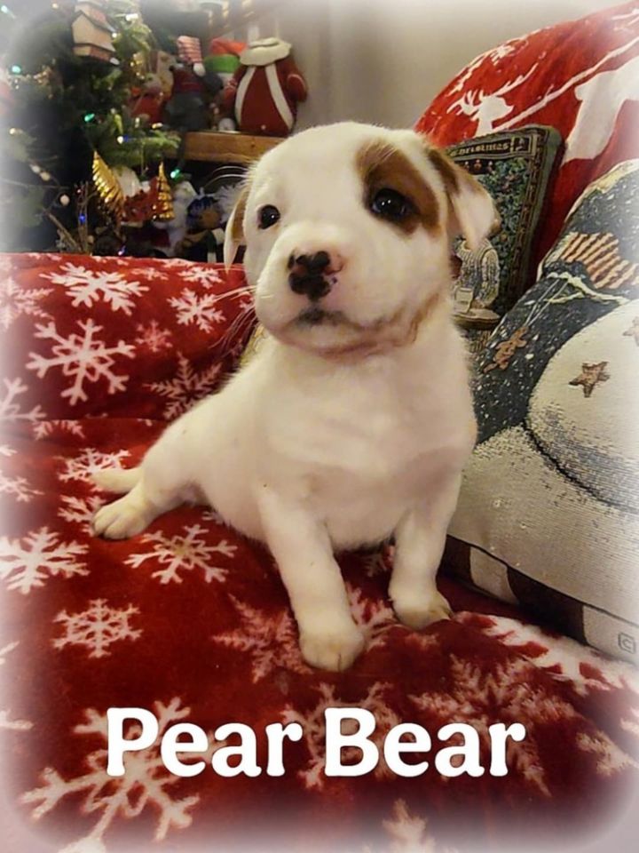 Pear Bear 2