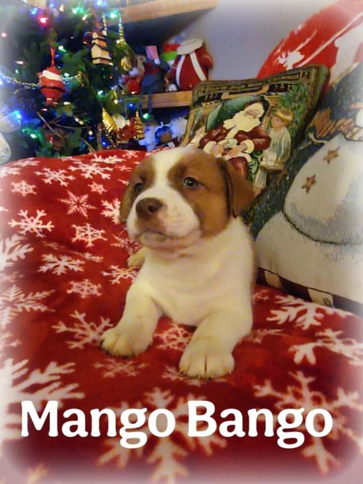 Mango Bango 2