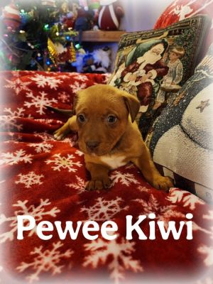 Pewee Kiwi