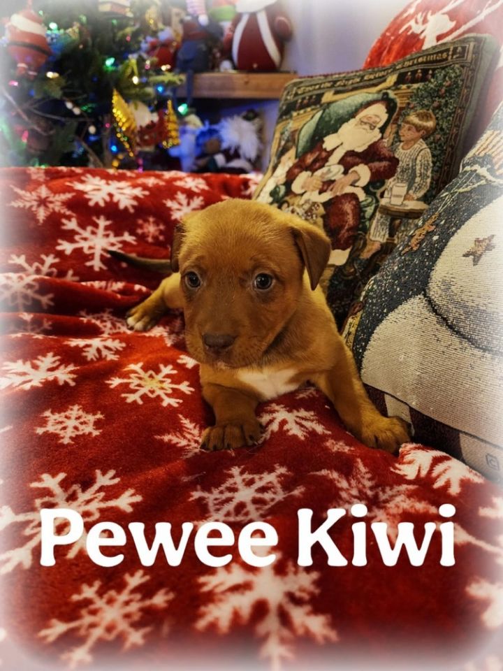 Pewee Kiwi 1