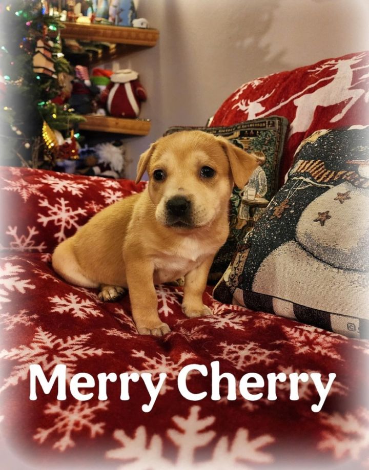 Merry Cherry 1