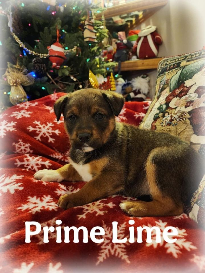 Prime Lime 3