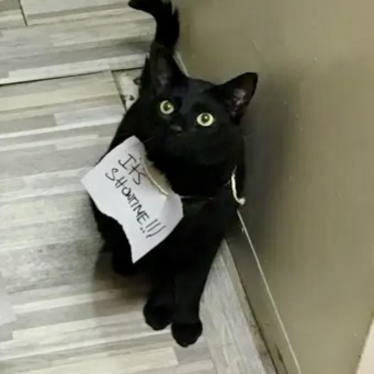 Pypi