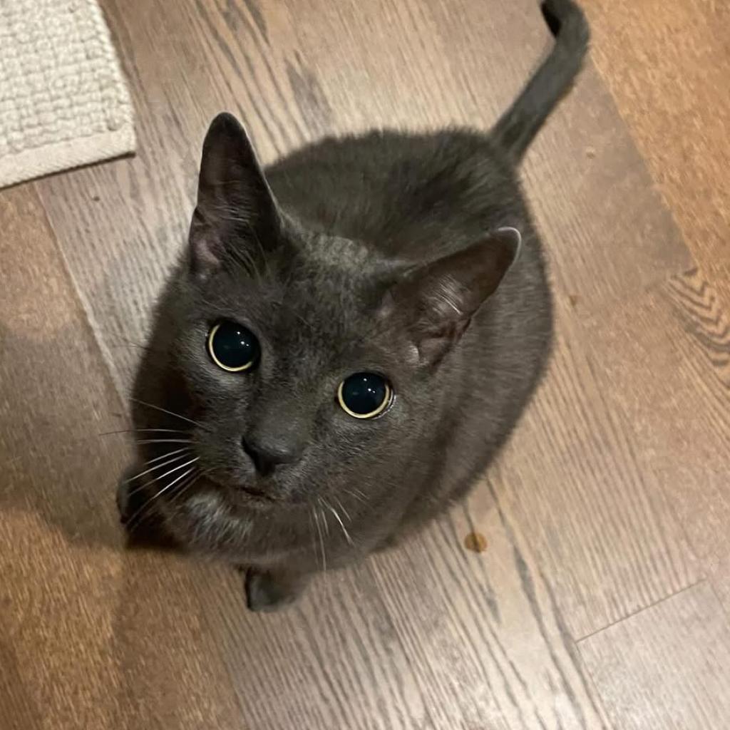 Piper