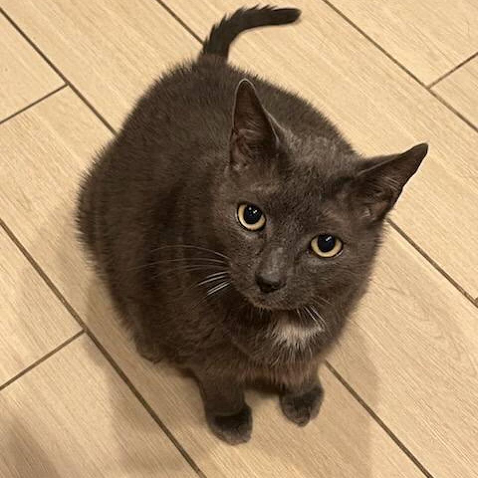 Piper