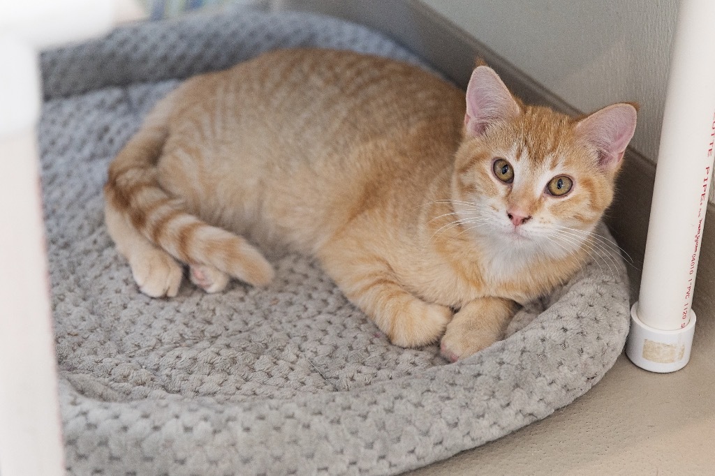 Cinnamon, an adoptable Domestic Short Hair in Redwood Falls, MN, 56283 | Photo Image 1