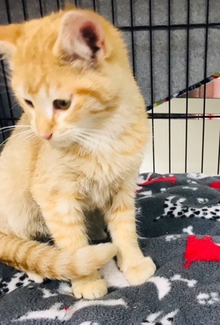 Cinnamon, an adoptable Domestic Short Hair in Redwood Falls, MN, 56283 | Photo Image 2